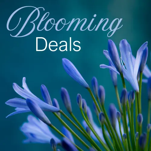 42274C7E Fc87 4Bba 855F 236897F68869 | Twin Pine Manor Bed &Amp; Breakfast