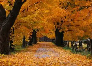 Fall Pic | Twin Pine Manor Bed &Amp; Breakfast
